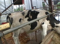 �����ȋ��ɁB���̐K���͒Z���؂��Ă����B