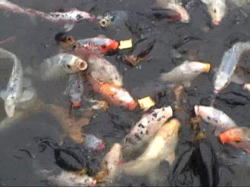 ������g�����o���ăG�T���˂�����