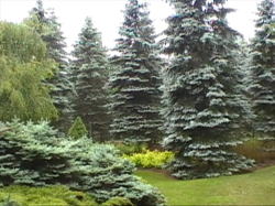 ����n�̖؁X����