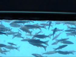 �V���ɂ͑�R�̂�����