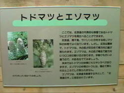 �g�h�}�c�͖ؔ����D���F�B�G�]�}�c�͖ؔ������F