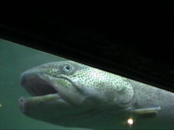 �P���̌��̋��u���Ƃ��v