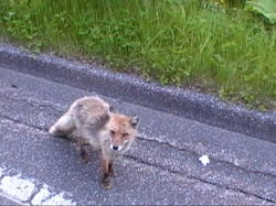 �l�ɂȂꂽ�k�L�c�l�B�G�T�����Ȃ������̂ō��܂ꂽ���H