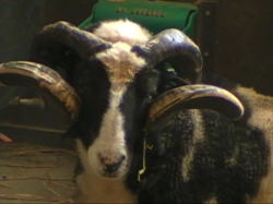 �S�{���J�[�������p���E�E