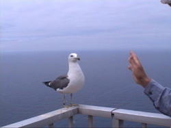 �I�I�Z�O���J����������Ă��ē����Ȃ�