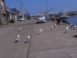 �O�l�`�̃J��������