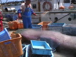 �h���̎�������ς�