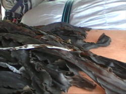 �������񂪊C�݂ŏE���ēV�C�����������z�E�E�E�S��������Ă��܂���