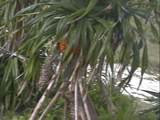 �A�_���̎�