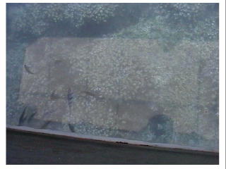 �F�N�₩�ɂƂ͂Ȃ�Ȃ�����