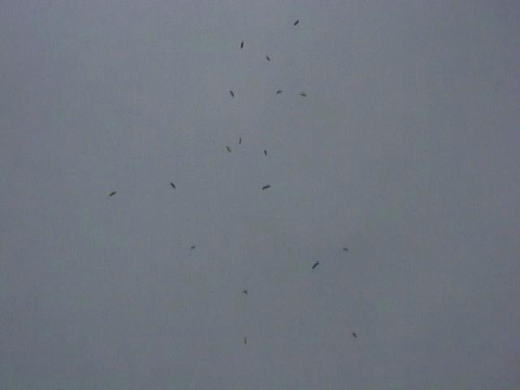 �قǂ悢�T�[�}���ɏ���ĊF����g�b�v�A�E�g���K�O���̌`��