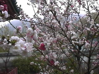 �g���̉Ԃ���{�̖؂�