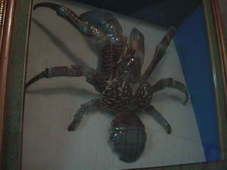 ����ȃ��V�K�j