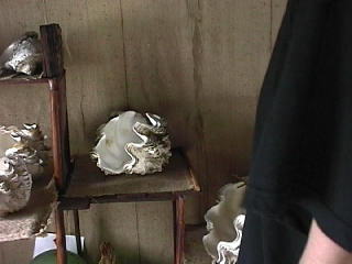 �V���R�K�C��������