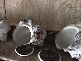 �ł������I�I�������I