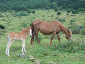 ���n�̐e�q