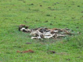 ���ɂȂ�Ȃ������q�n�E�E�E���т������`