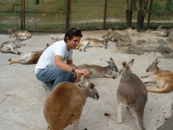 �C�{���ƃJ���K���[