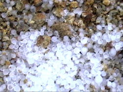 ����ꂾ��