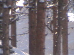 �������_�C�������h�_�X�g�@�؂̊Ԃ��猩����