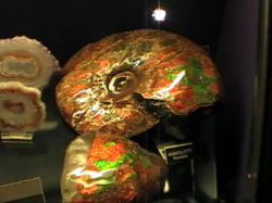 �΂̃~���[�W�A���ɂ�