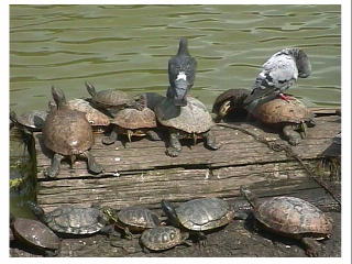 �e�T�̏�Ƀn�g�R���悹��