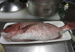 ���h�ȑ�𒲒B�B���łɓ����͎�菜�����ꂢ�ł��B